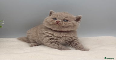 British Shorthair cats - Advert 4