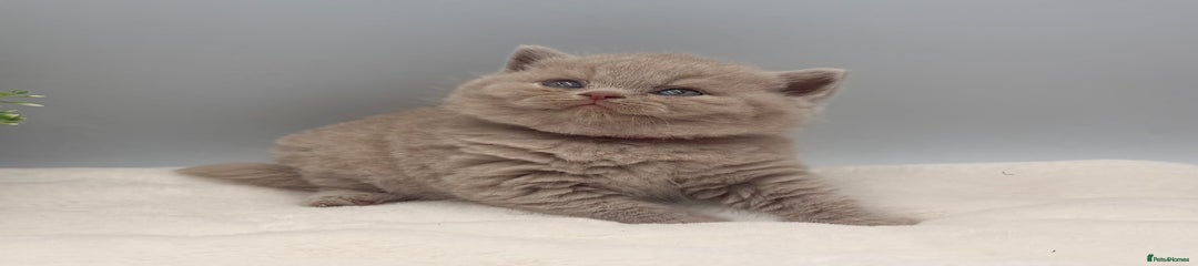 British Shorthair Fawn male 