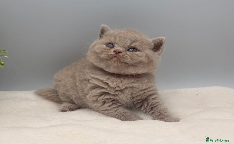 British Shorthair cats - Advert 1