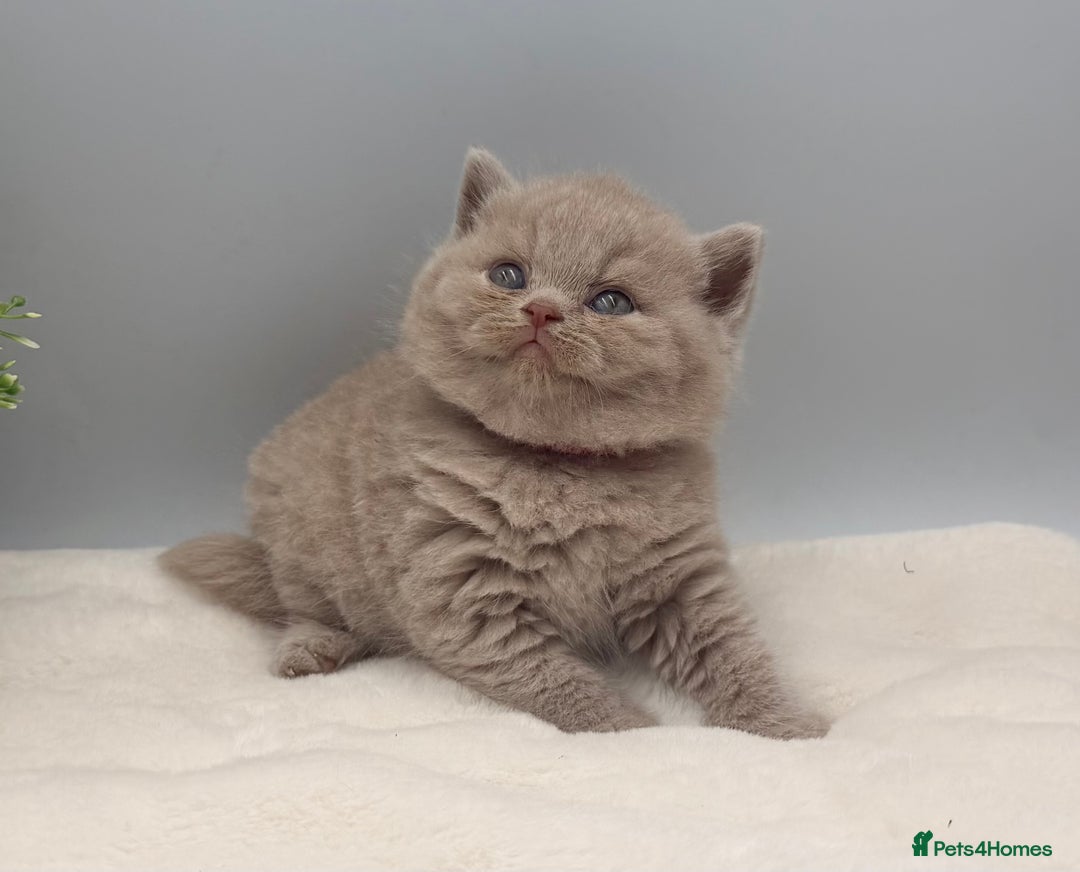 British Shorthair cats for sale: PEDIGREE REGISTERED CHUNKY BRITISH SHORTHAIRS  - Image 1