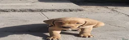 Labrador Retriever dogs for sale: Fox Red Labradors, KC registered, Health Checked. - Advert 10