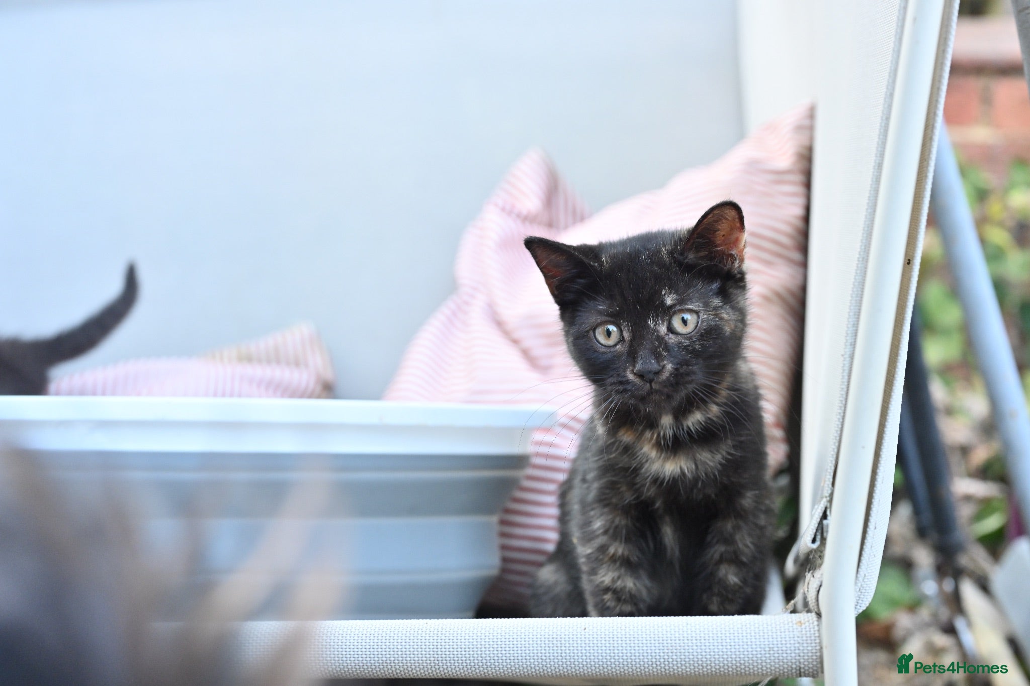 British Shorthair cats Last Girl Ready To Go! BSH x Persian Chinchilla - Advert 1