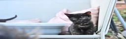 British Shorthair cats for sale: Last Girl Ready To Go! BSH x Persian Chinchilla - Advert 1