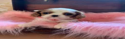 Cavalier King Charles Spaniel dogs for sale: 5* Licensed RKC H/T Gorgeous Cavalier KC - Advert 25