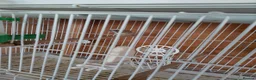 Finches birds for sale: finch  - Advert 6