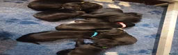 Flat coated Retriever dogs for sale: Flat coat retriever puppies 4 left - Advert 2