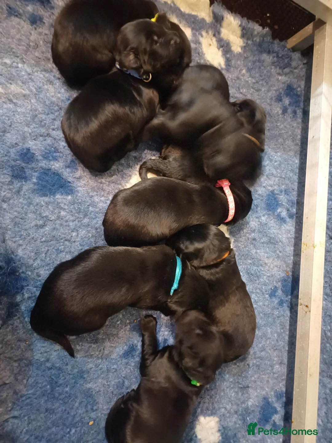 Flat coated Retriever dogs for sale: Flat coat retriever puppies 4 left - Advert 2