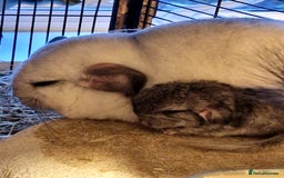 Chinchilla rodents for sale: 2 x female chinchillas - Image 2