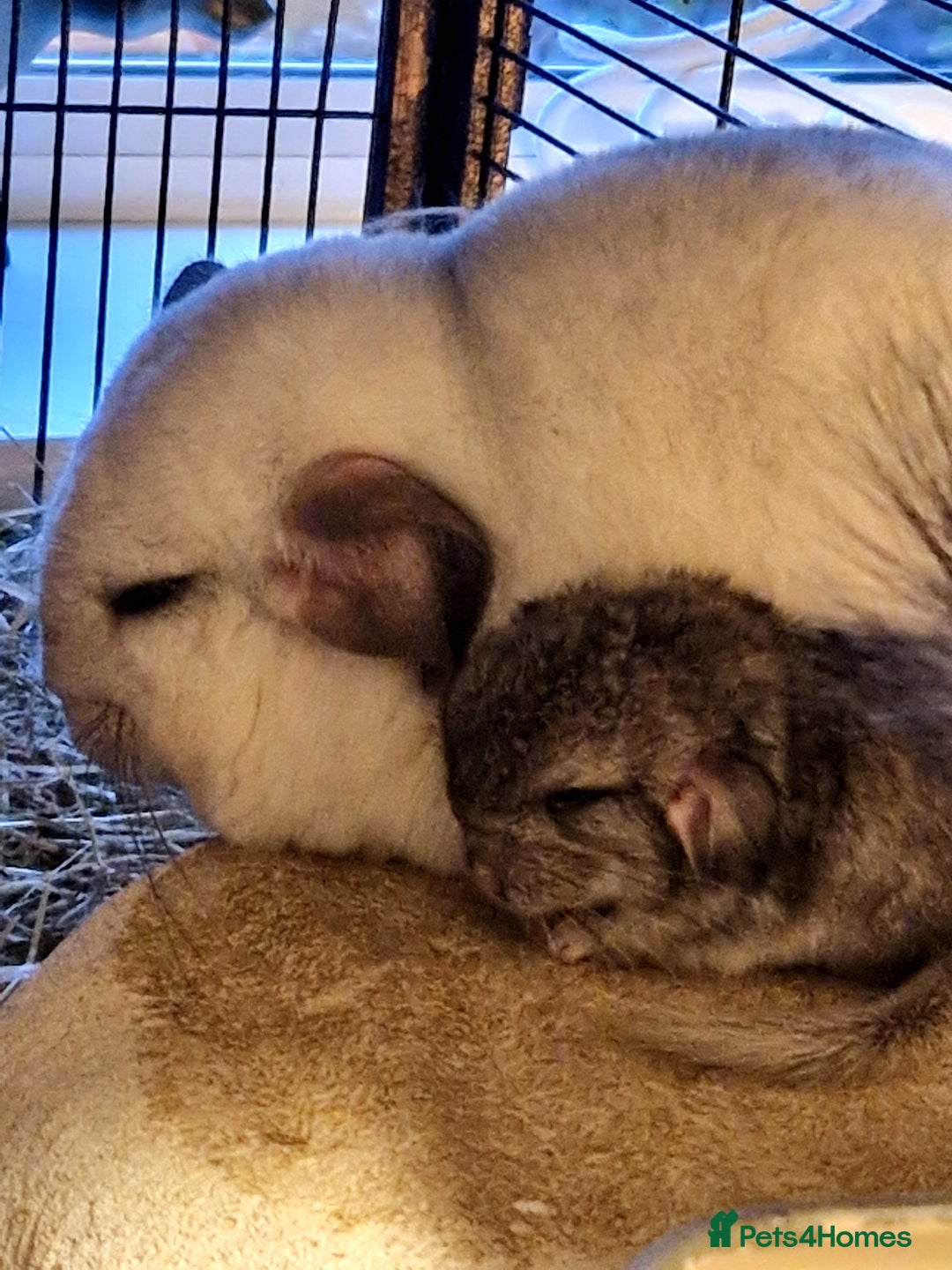 Chinchilla rodents for sale: 2 x female chinchillas - Image 2