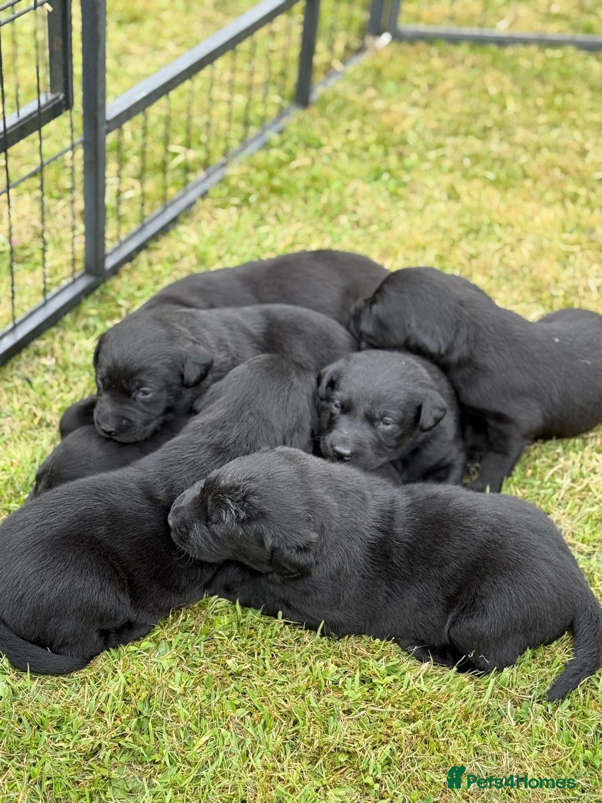 Labrador Retriever dogs for sale: KC Registered Black Labrador puppy-6 female 2 male - Advert 6
