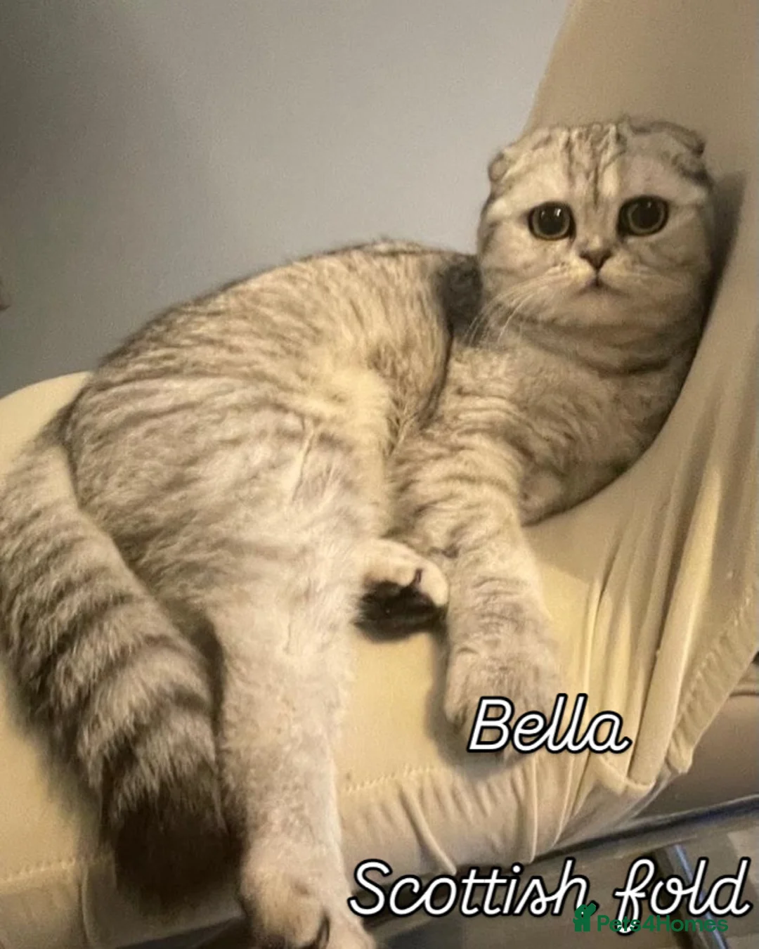 Scottish Fold cats for sale: FEMALE KITTEN READY NOW - Advert 8