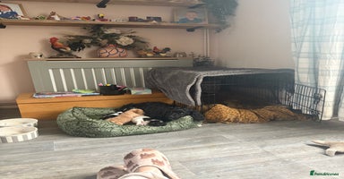 Cockapoo dogs - Advert 14