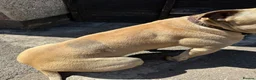 Mixed Breed dogs for sale: URGENT House Trained Staffy/Mastiff rehoming - Advert 13