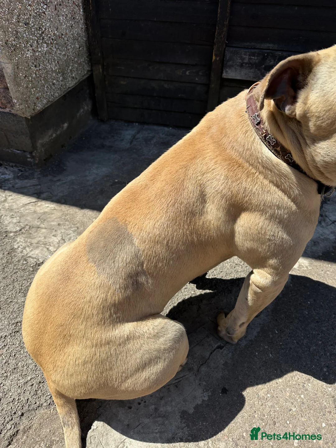 Mixed Breed dogs for sale: URGENT House Trained Staffy/Mastiff rehoming - Advert 13
