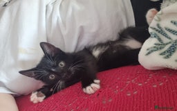 American Shorthair cats for sale: Kittens for sell, ready to go now!  - Image 10