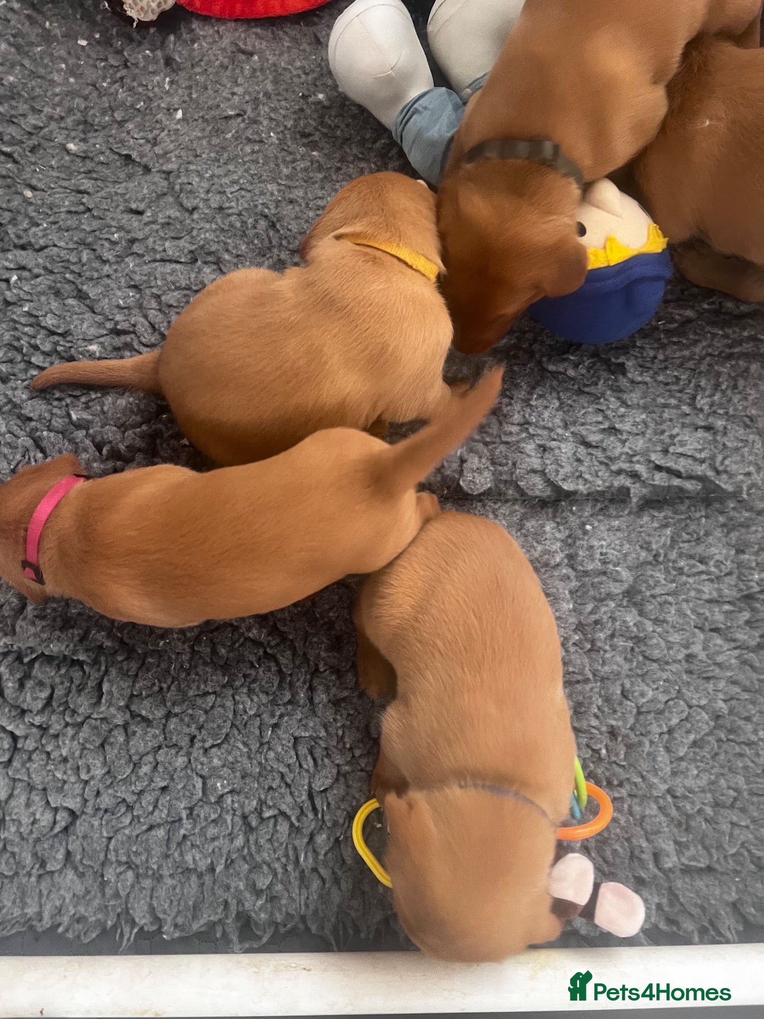 Labrador Retriever dogs Exceptional Dark Fox Red Labrador Retriever Puppy - Advert 2