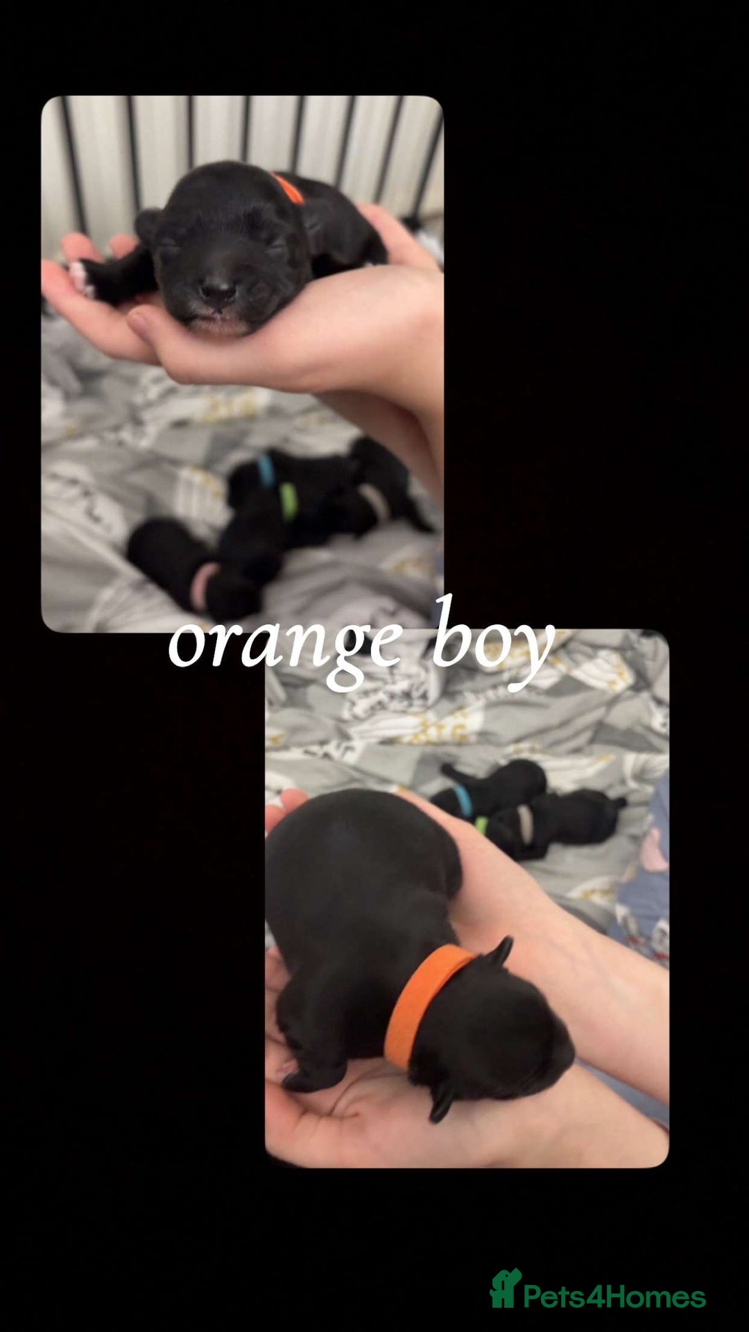 Mixed Breed dogs for sale: Jackawawa x miniature poodle  - Image 3