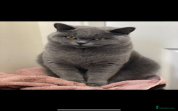 British Shorthair cats for sale: 5  BSH kittens - Image 9