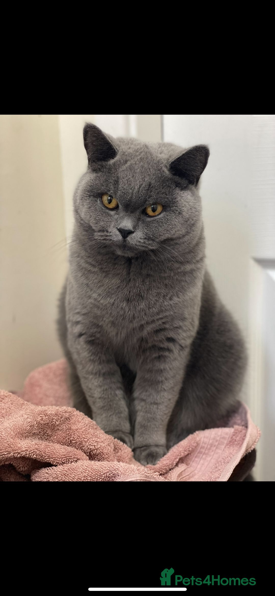 British Shorthair cats for sale: 5  BSH kittens - Image 9