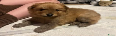 Pomchi 2