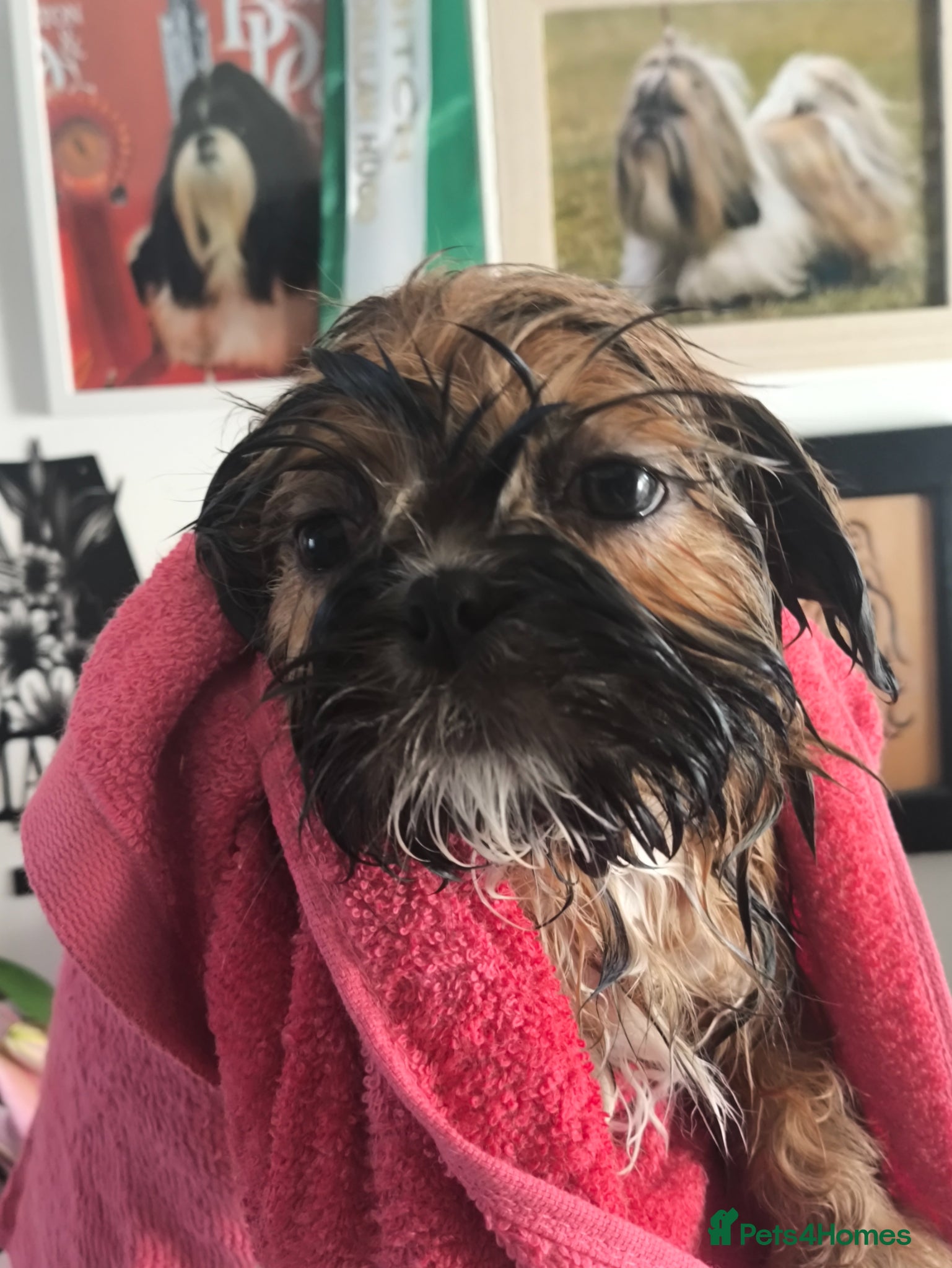 Shih Tzu dogs Standard Pure breed Shih Tzu  - Advert 2