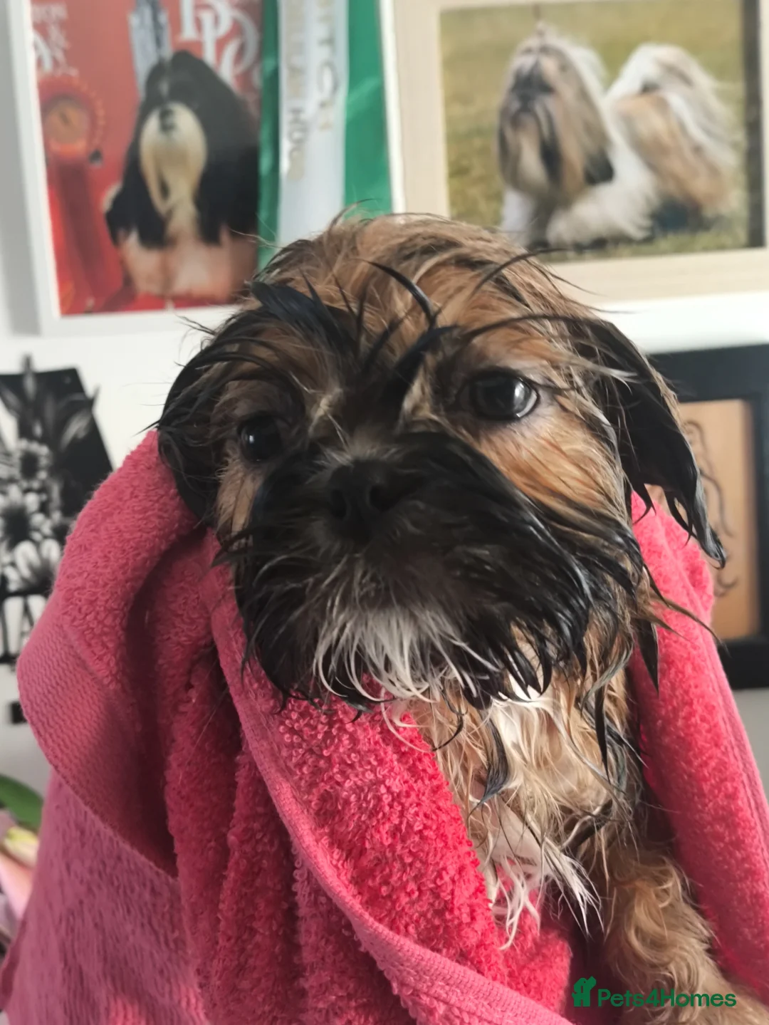 Shih Tzu dogs for sale: Standard Pure breed Shih Tzu  - Advert 2