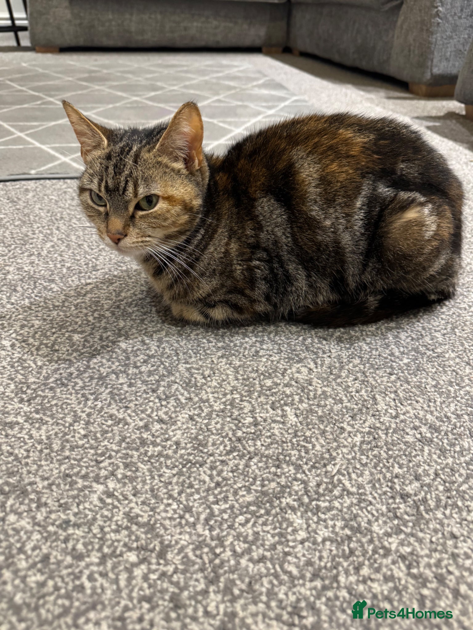 Mixed Breed cats Cat needs a new home - Advert 3