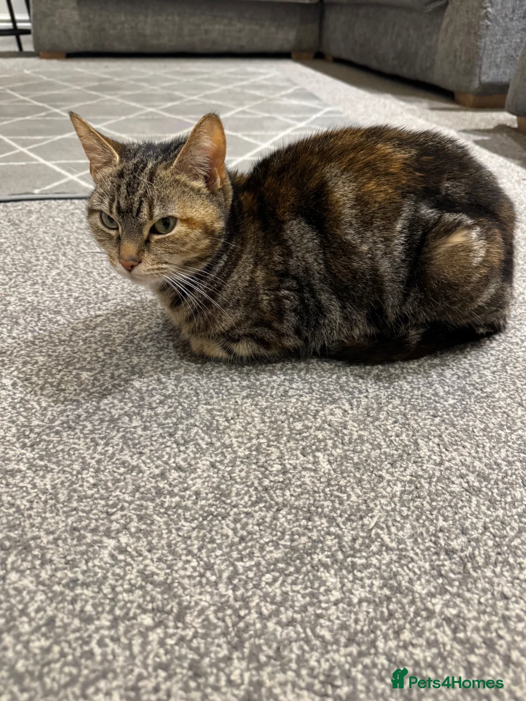 Mixed Breed cats for sale: Cat needs a new home - Advert 1