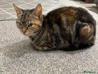 Mixed Breed cats Cat needs a new home - Advert 8