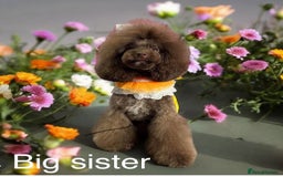 Toy Poodle dogs for sale: Tiny red & white parti toy poodle girl & boy - Image 9