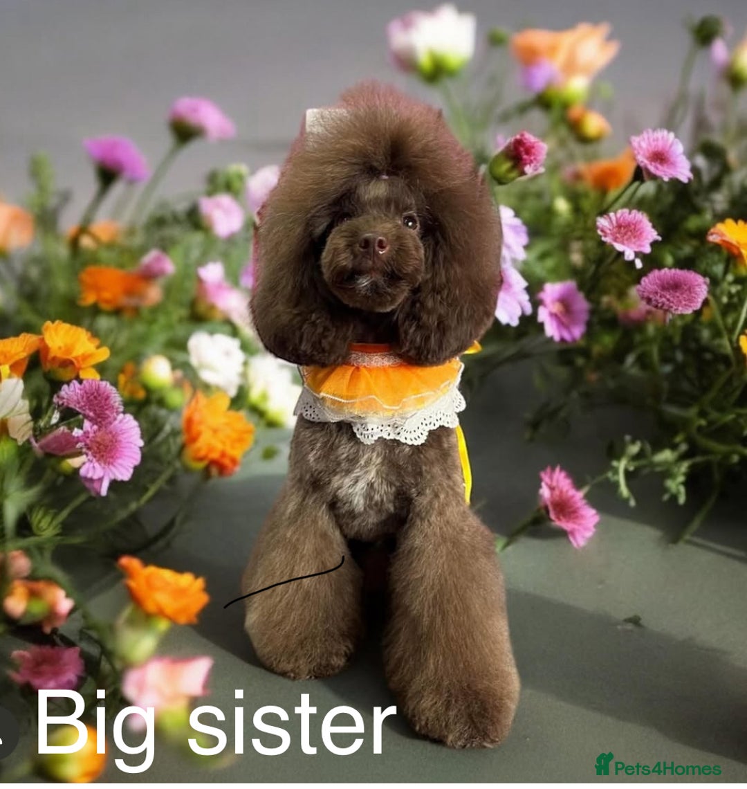 Toy Poodle dogs for sale: Tiny red & white parti toy poodle girl & boy - Image 9