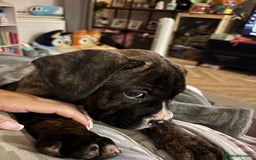 Mixed Breed dogs for sale: Cane corso x American bulldog puppy - Image 3
