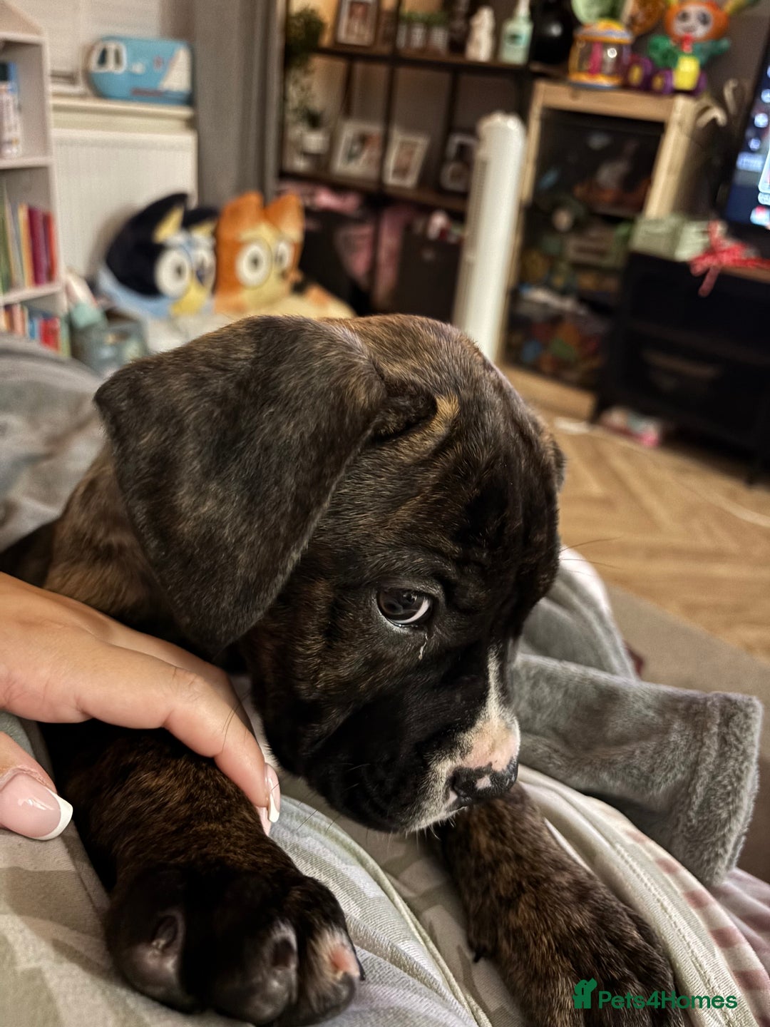 Mixed Breed dogs for sale: Cane corso x American bulldog puppy - Image 3
