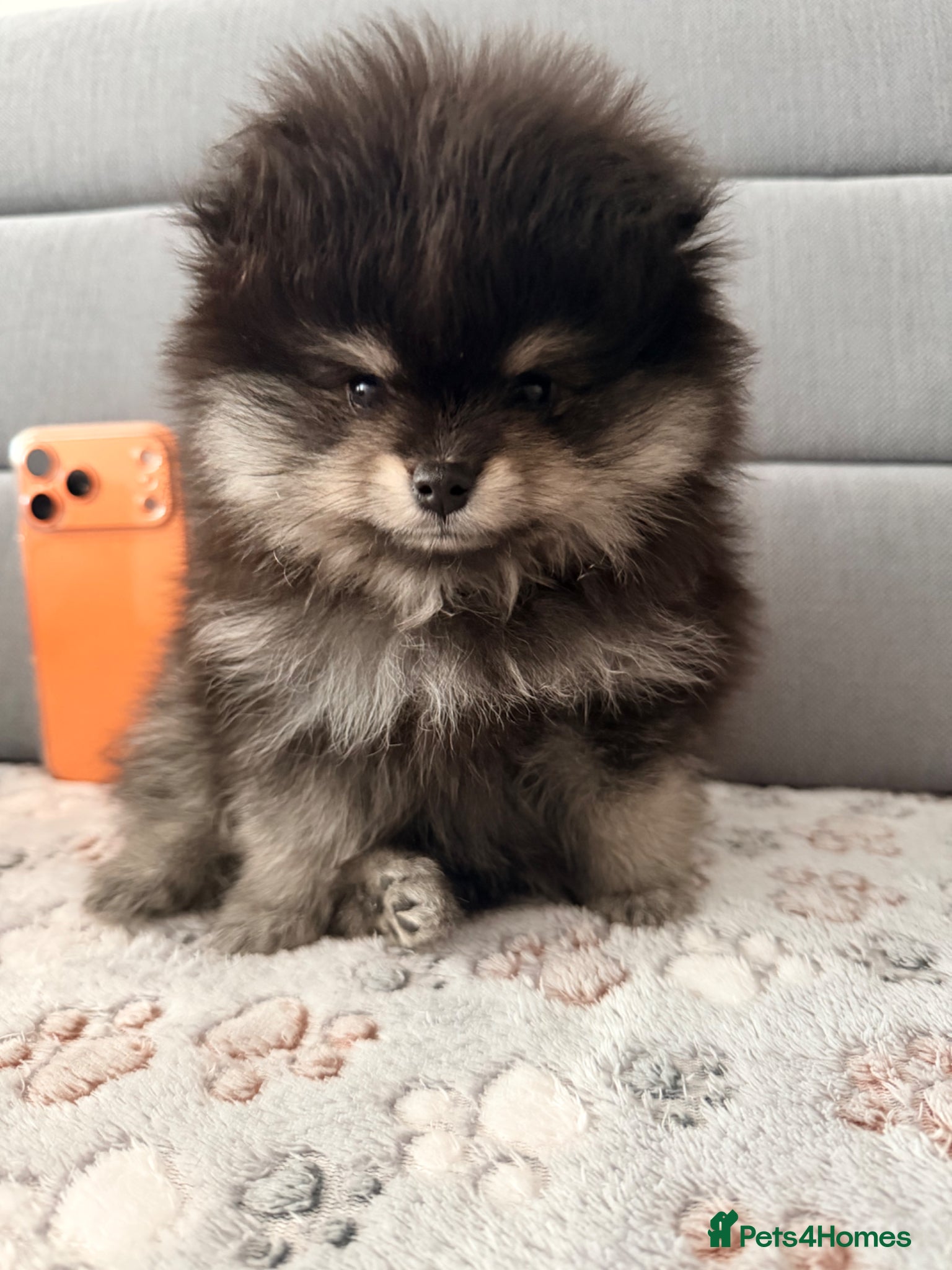 Pomeranian dogs 🌟 Luxury Pomeranian Puppies 🌟  - Advert 1