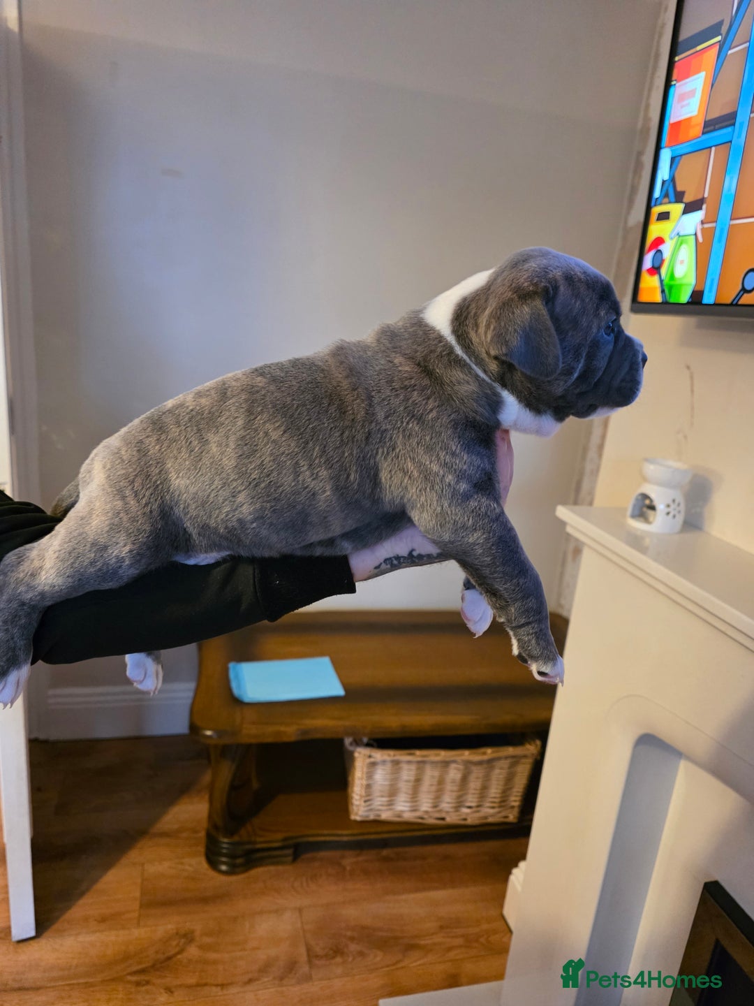 American Bully dogs for sale: Pocket Bully pups  - Image 4
