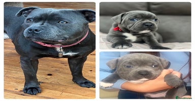 Staffordshire Bull Terrier dogs - Advert 10