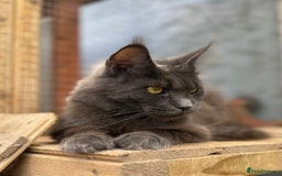 Maine Coon cats for sale: XL black smoke maine coon female Russia bloodlines - Image 3