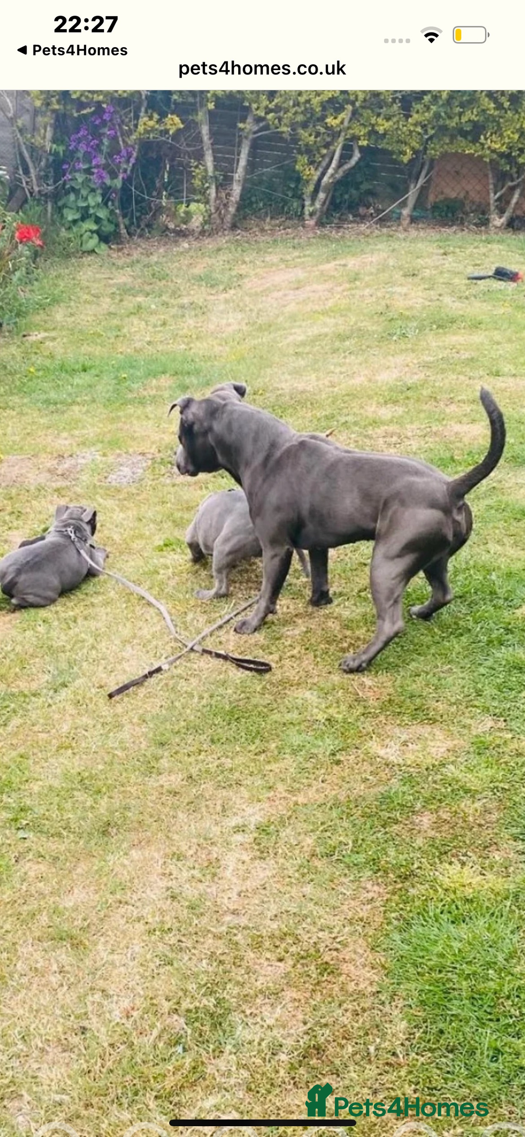Staffordshire Bull Terrier dogs for sale: Blue kc registered staff puppies - Advert 6