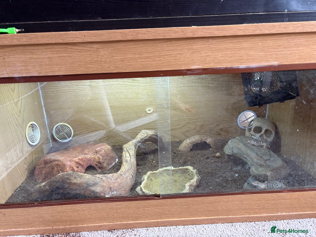 Lizard reptiles for sale: Collared Lizards - Male and Female  - Image 5
