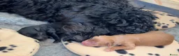 Australian Labradoodle dogs for stud: Douglas MacDoodle - Stud - Advert 17