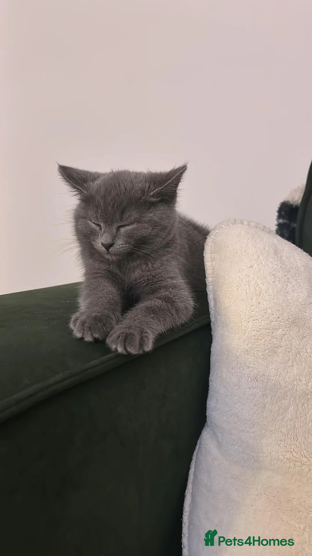 British Shorthair cats for sale: Stunning British Shorthair Kitten – Blue  - Advert 2