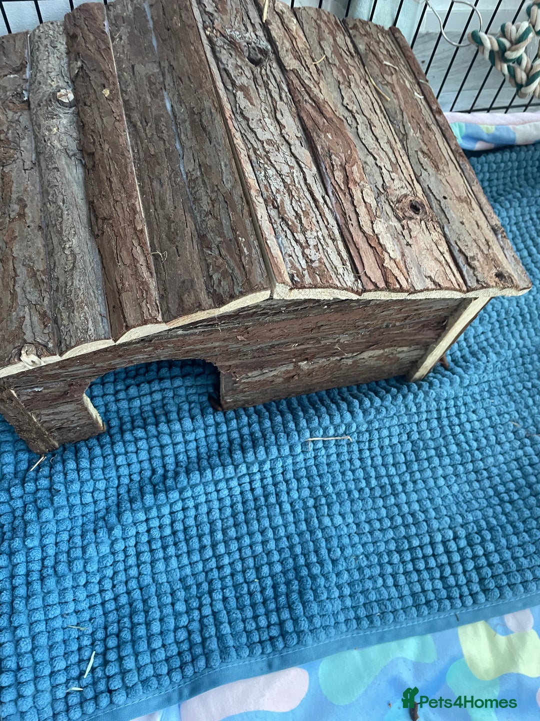 Guinea Pig rodents for sale: 3 male guinea pigs 8 months with everything includ - Advert 5