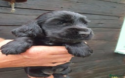 Cocker Spaniel dogs for sale: show cocker spaniel puppies ready 9th september - Image 6