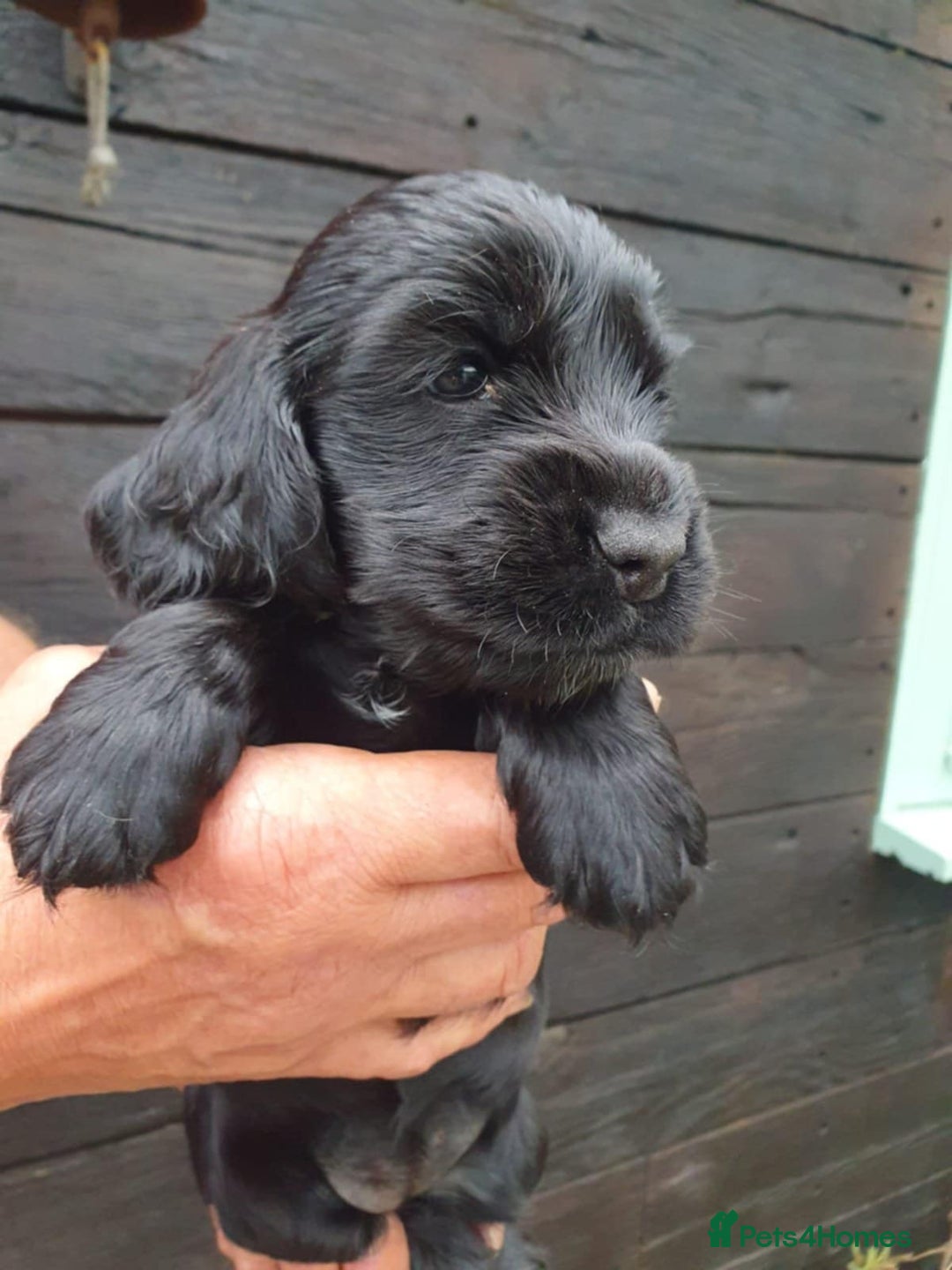 Cocker Spaniel dogs for sale: show cocker spaniel puppies ready 9th september - Image 6