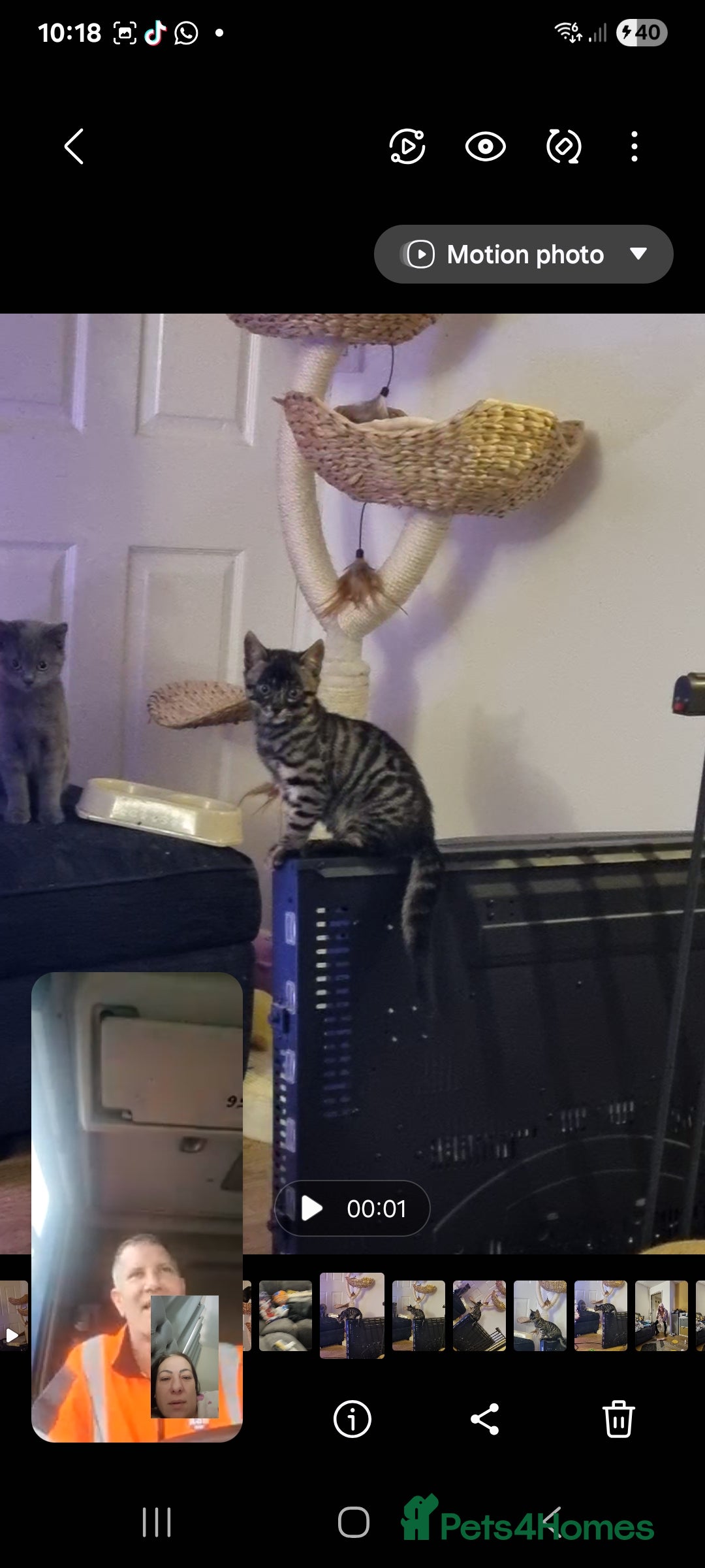 Bengal cats for sale: Purebred Bengal Male Kitten - Advert 3