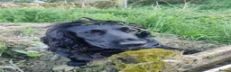 Cocker Spaniel dogs for sale: 14 Week old Black Working Cocker Bitch  - Advert 2