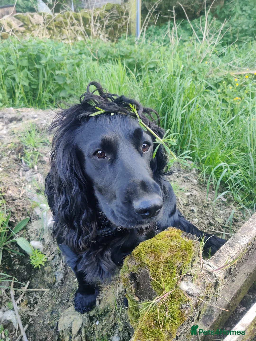 Cocker Spaniel dogs for sale: 14 Week old Black Working Cocker Bitch  - Advert 2