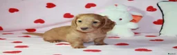 Dachshund dogs for sale: Beautiful puppies dachshund miniature longhaired  - Advert 8
