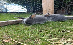 Mini Lop rabbits for sale: Mini Lop babies - Image 5