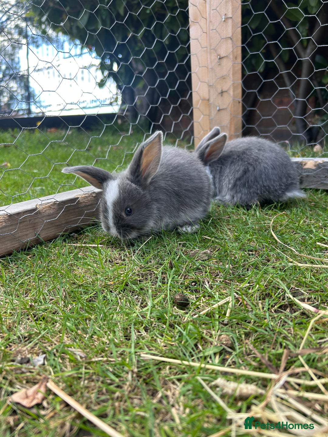 Mini Lop rabbits for sale: Mini Lop babies - Image 5